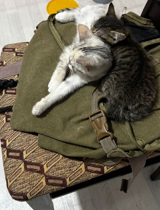 Отдам в добрые руки