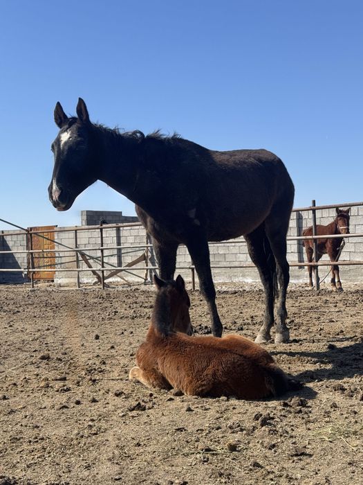 Ағылшын биі құлынымен сатылады