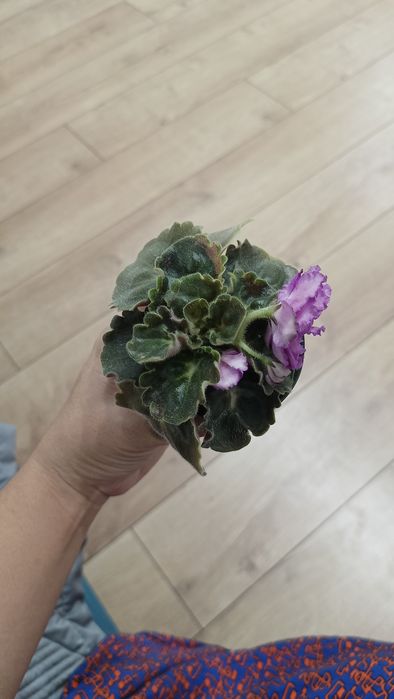 Фиалка. Девочка с веером