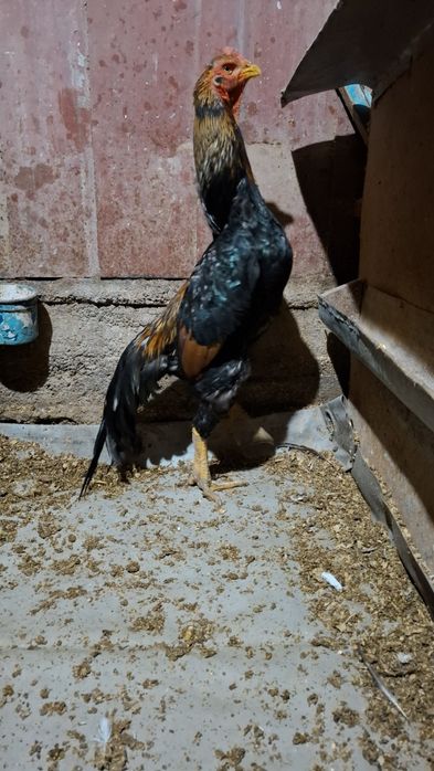 Дакан, бойцов шамо