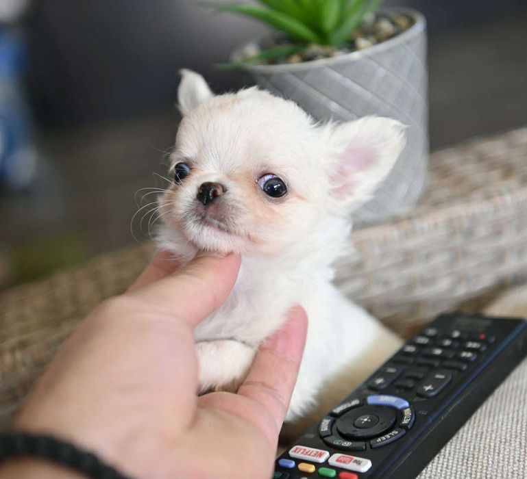 Мъжко дългокосместо мини чихуахуа