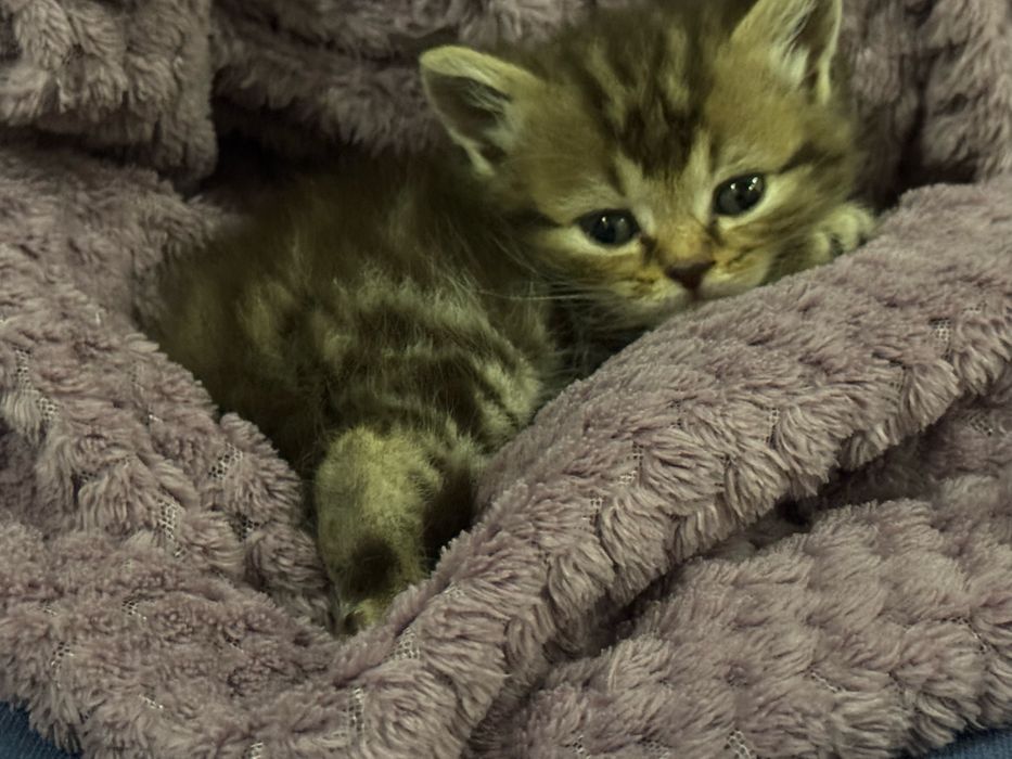 Отдам котенка девочку