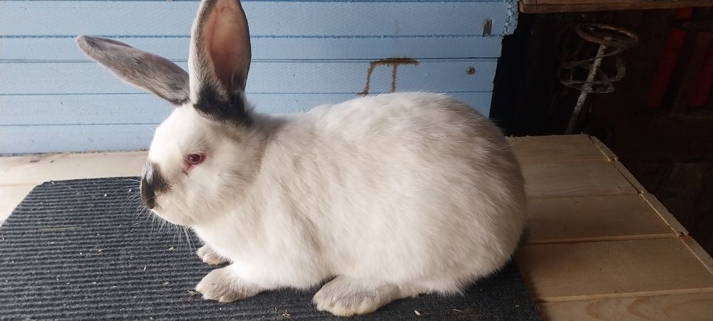 Зайци  за разплод