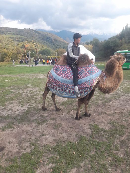 Верблюдица одна