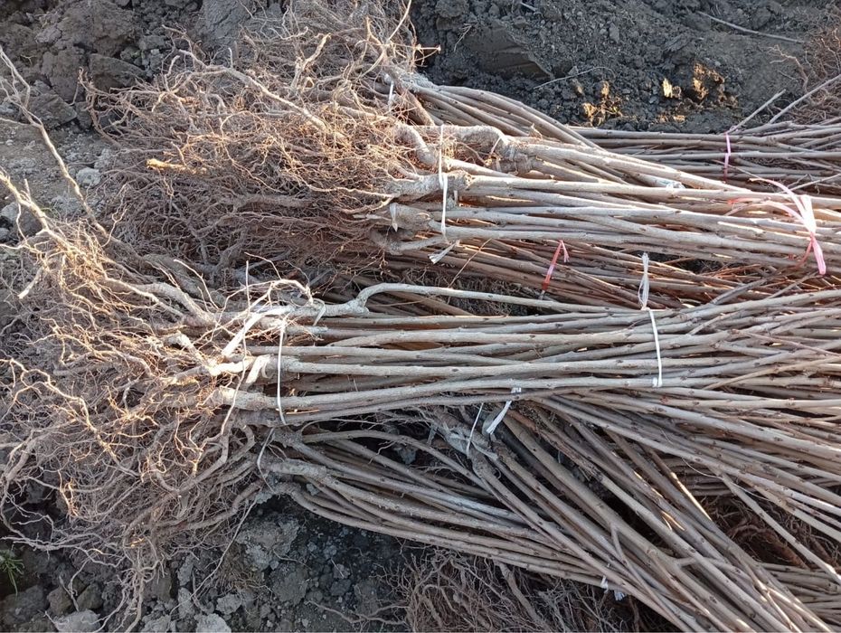 Саженцы плодовых деревьев