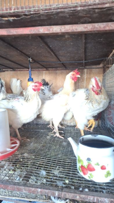 Куры домашние 8 месяцев