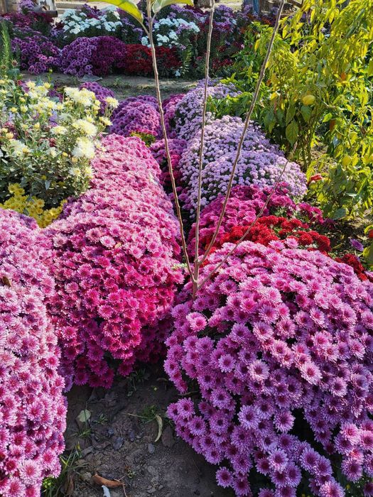 Ер гуллар 

Питония 2 500 сўм донаси 
Шафран 3 000 сўм донаси 
Салвия