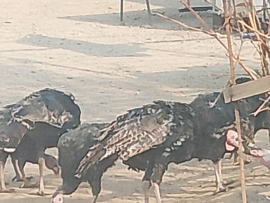 Ундик прадам 10000