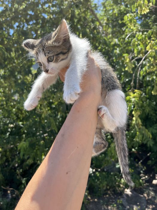 Отдам котенка в хорошие руки