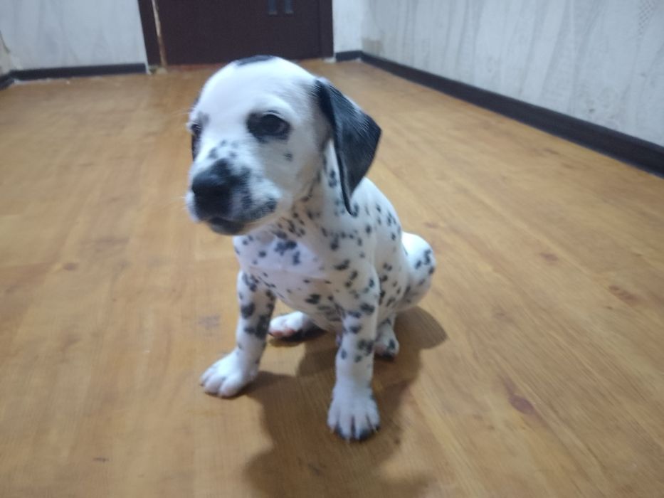 Щенок Далматин мальчик