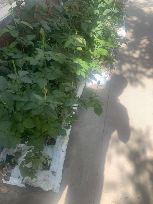 атиргул кучатлар сотилади келишилган нархларда