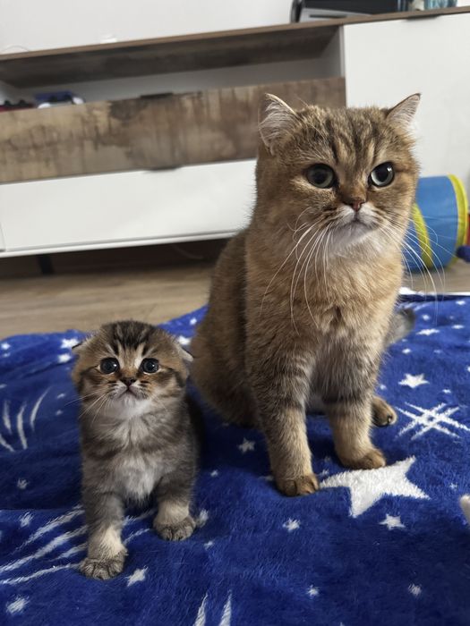 Pisica Scottish Fold