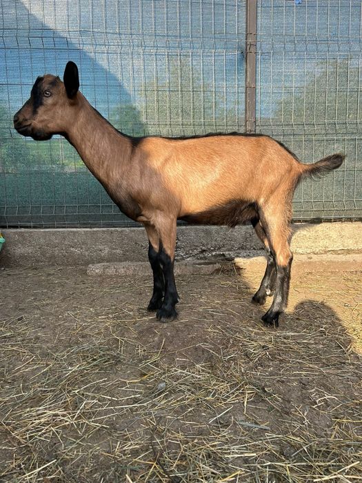 Iedute si tapi rasa alpin francez