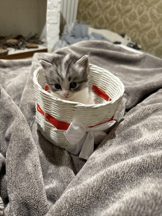 Британци котята )