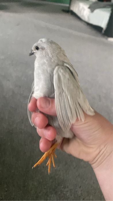 Oua fertile de prepelita pitica chinezeasca