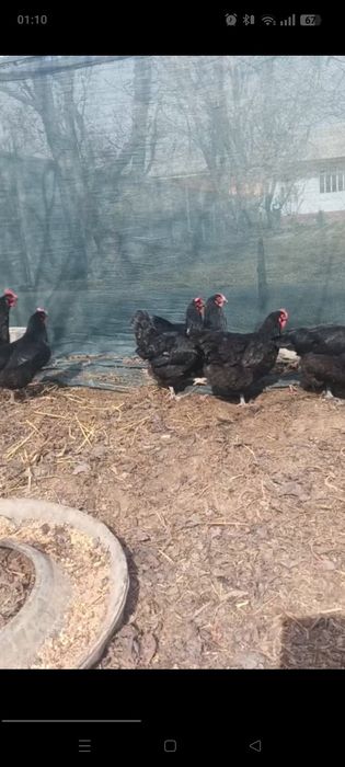 Qora tovuq uy tuxumi