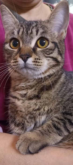 Котята ищут хозяина