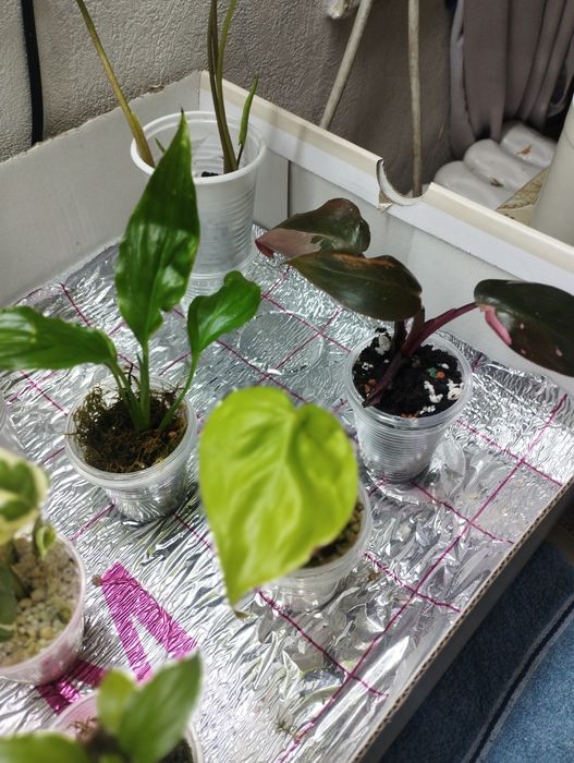 Продам комнатные растения