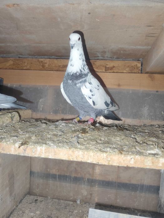 Vând porumbei voiajori