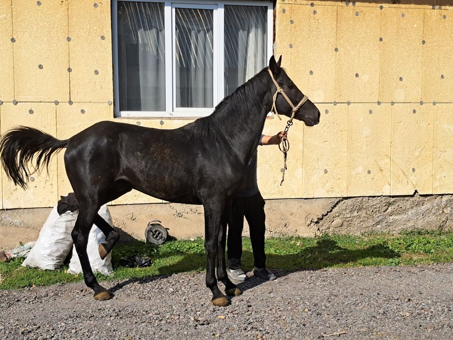 Продам Лошадь жеребец Айгыр Чик