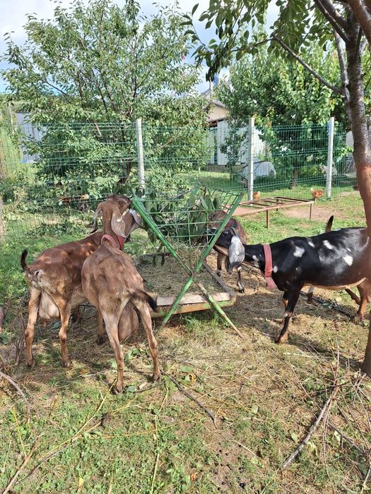 Vand Capre Anglonubiene cu Pedigree