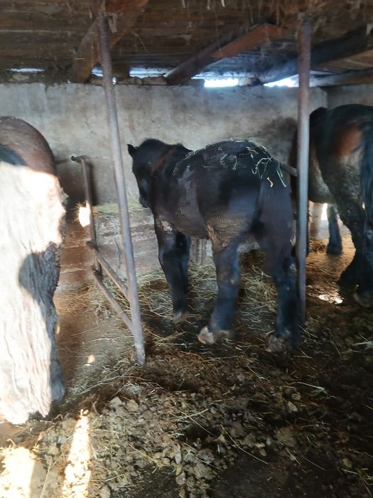 Trei iepe de vânzare