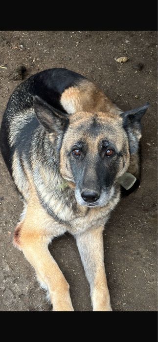 Потерялась собака