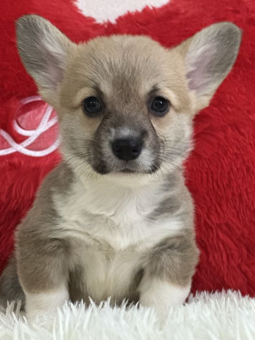 Красивые щеночки вельш корги