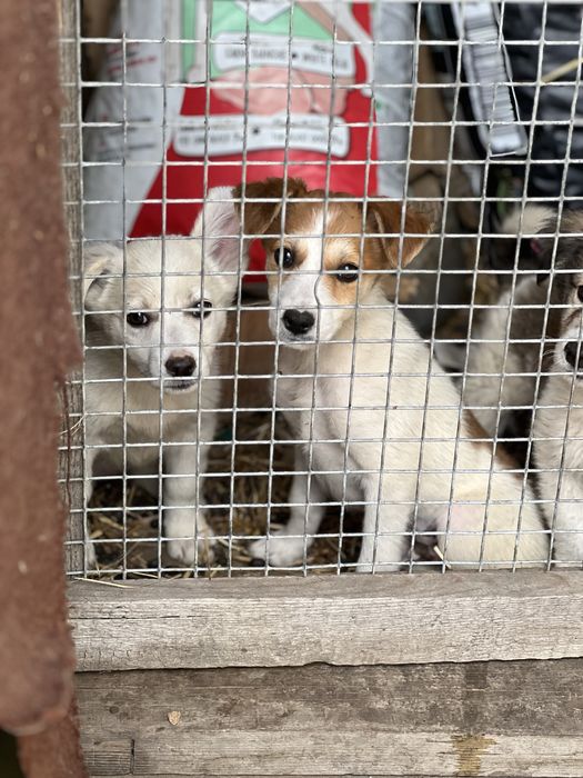 Щенки и собаки в хорошие руки