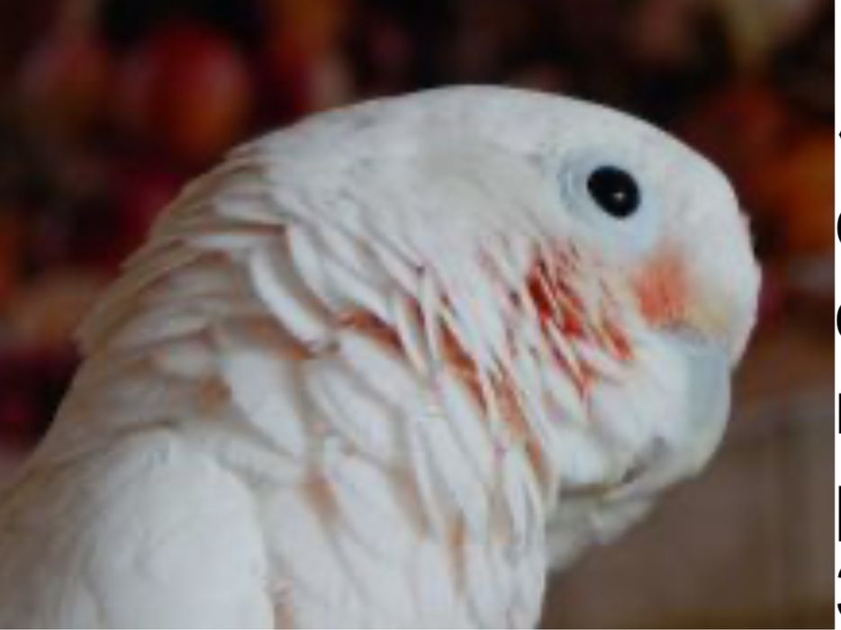 Какаду гоффина продам