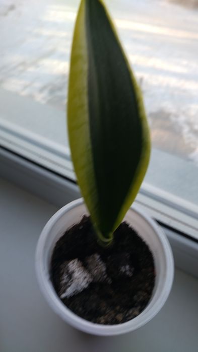 Пальма цена 2500тг