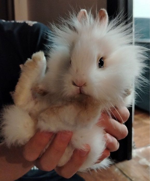 Продаю декоративного кролика, порода Львиный (Lionhead).