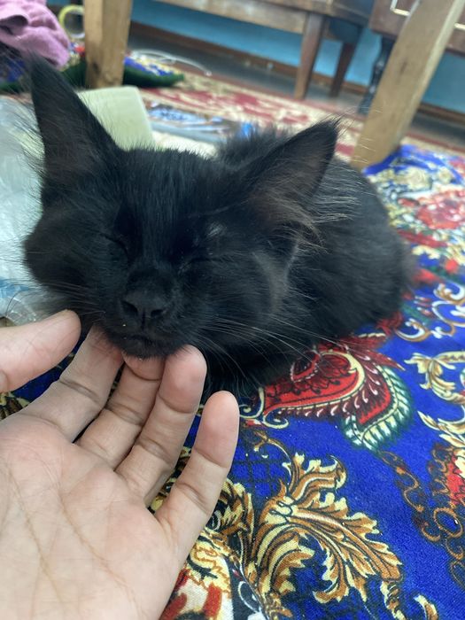 Mushuk bolasi tekinga