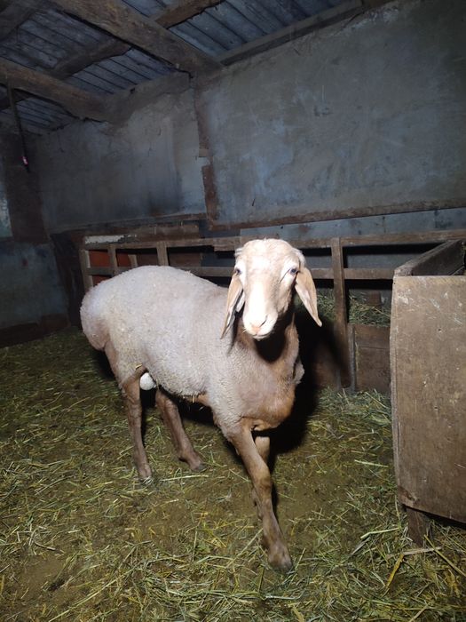 Продам Ягнята Арашаны
