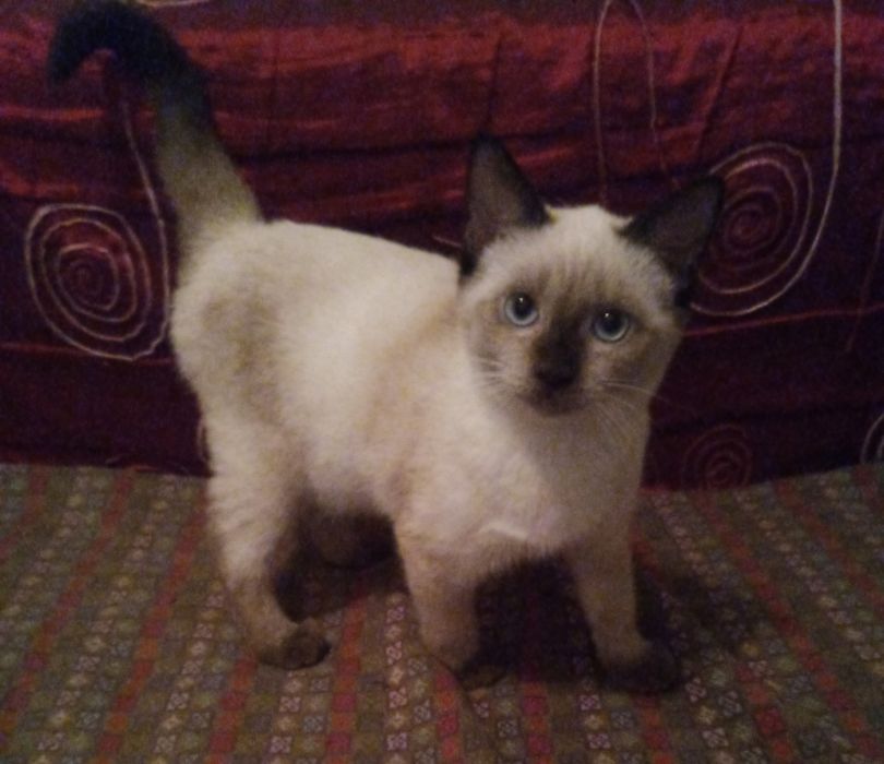 Продаётся кошечка тайской породы