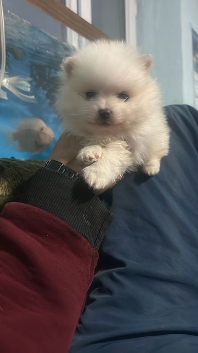 Щенки немецкого шпица чистокровные