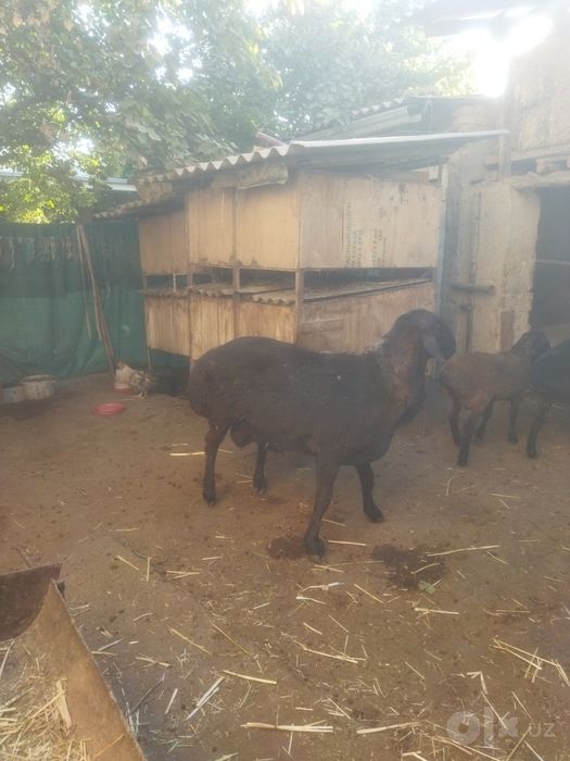 Tort tish xusori boʻyi92-94 ogʻirligi 125 kilo