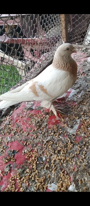 Продам голубей двоих