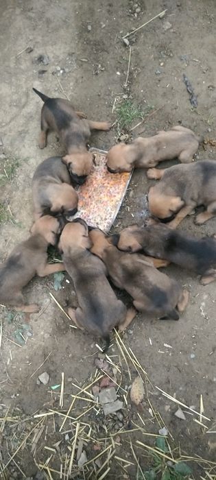 Vand sau schinb pui boxer german peste 4 sapatamani deparazitați conform vârstei