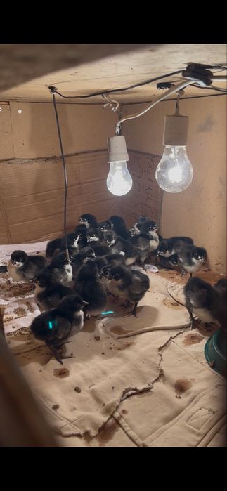 Черный австралорп