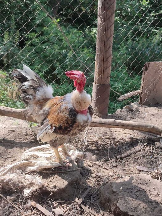 Петух голошейка 2.5-3 года