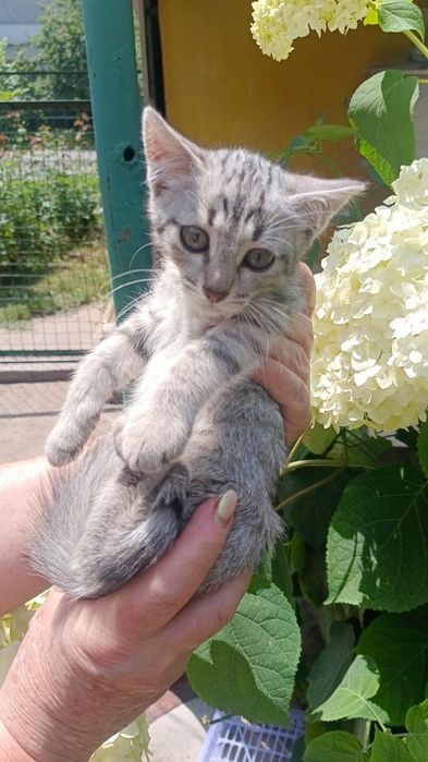 Отдам котят в хорошие руки