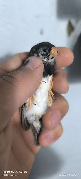 Амадинкала сотилади тайор кушла