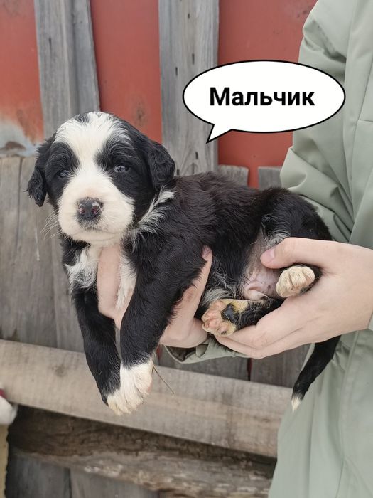 Щенки бесплатно!!! Срочно!