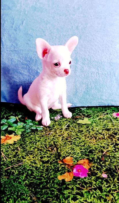 Мини малышка щенок