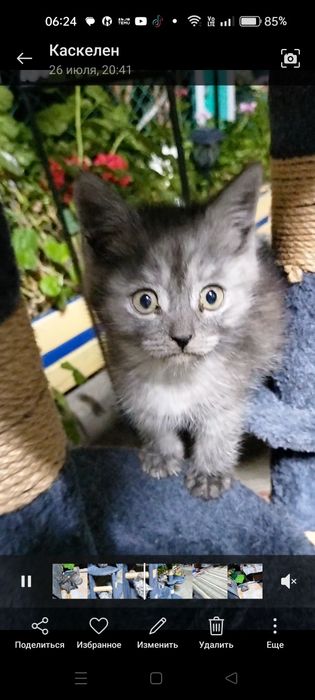 Продам котят скотиш страйт.
