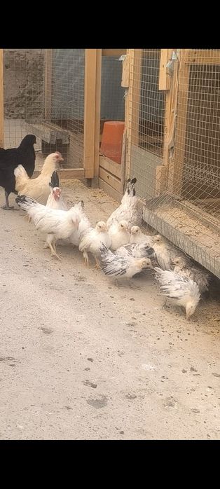 Samuray shabo jo'jalari sotiladi manzil Toshkent