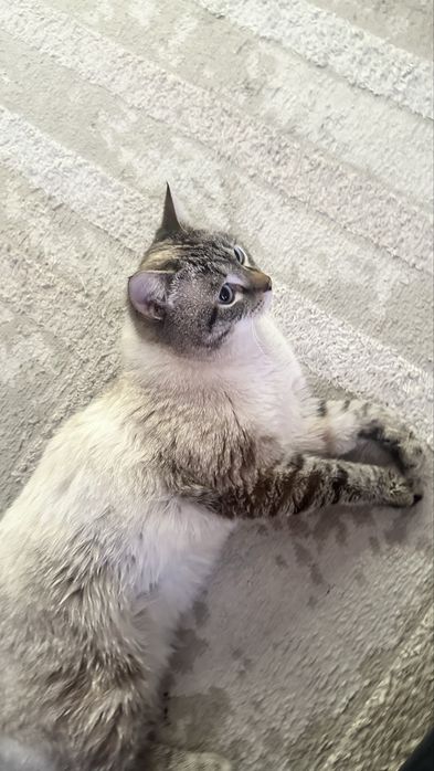 Кот приучен к лотку