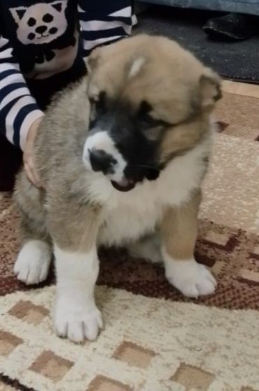 Кушык Ургашы 2айлык