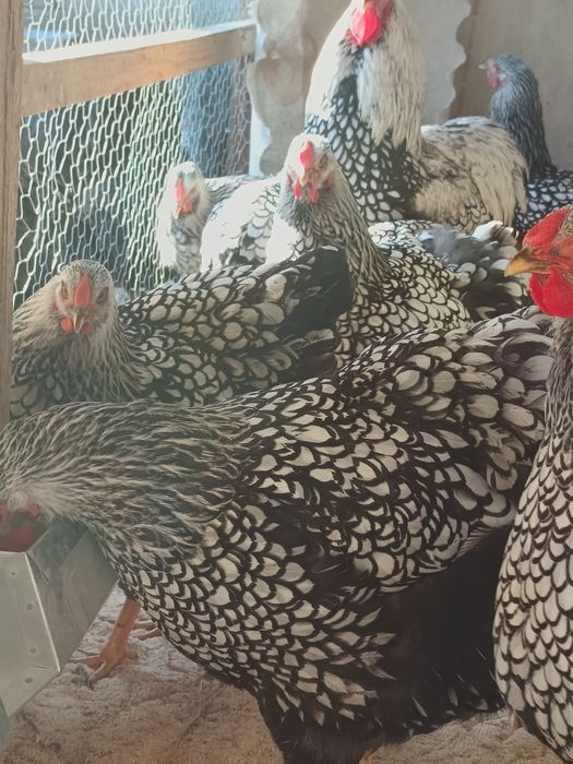 Wyandotte argintiu (ouă de incubat)